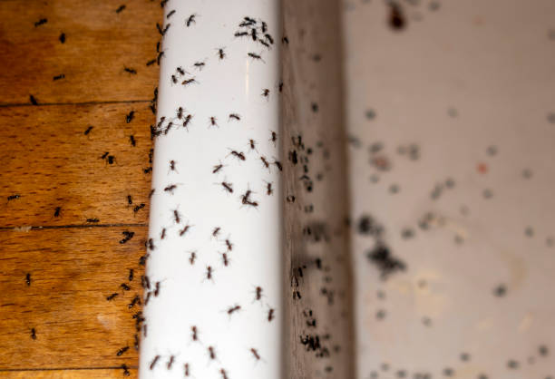 Trusted Kenilworth, NJ Pest Control Experts