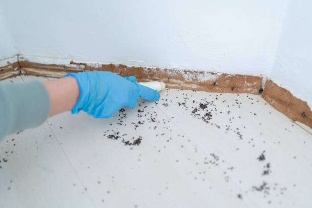 Best Affordable Pest Control Services  in Kenilworth, NJ